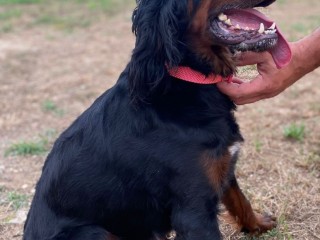 Cuccioli setter gordon