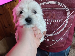 Maltese