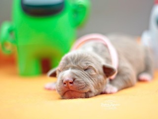 Cuccioli pitbull