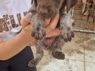 Cucciole di Deutsch Kurzhaar/Bracco Tedesco