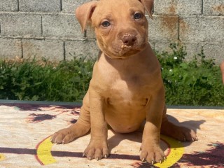 Cuccioli di american pit bull terrier