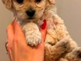 Maltipoo toy