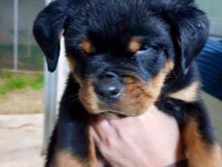 Cuccioli rottweiler