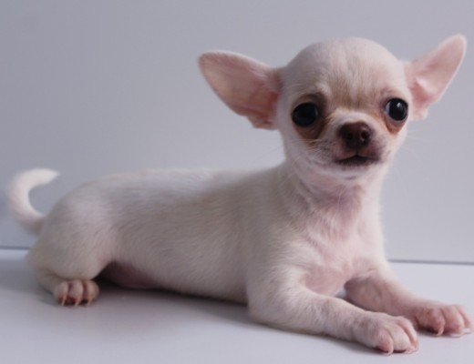 Cucciolo di Chihuahua