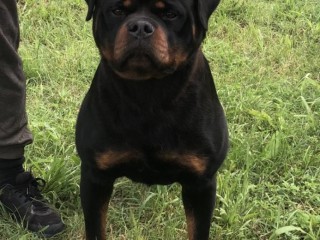 Rottweiler ragazzo in vendita