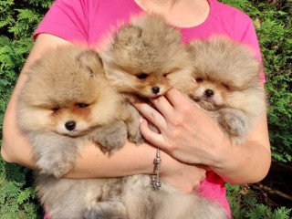 Pomerania cuccioli BOO di razza pura