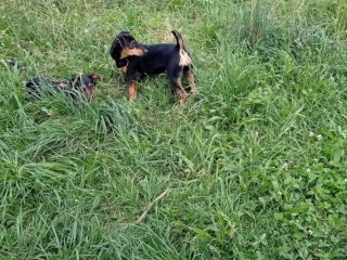 Vendita cuccioli jack russel e pinsher