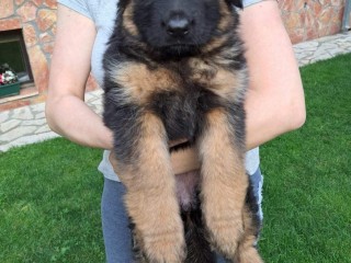 Pastore tedesco cuccioli