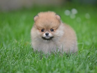 Spitz di Pomerania bellissimi cuccioli