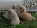 cuccioli-golden-retriever-small-2