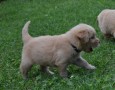 cuccioli-golden-retriever-small-1