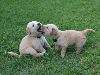 Cuccioli Golden Retriever