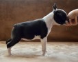 boston-terrier-cuccioli-small-2