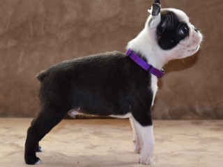 Boston Terrier cuccioli