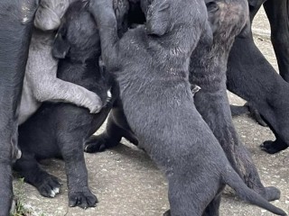 Cane Corso cuccioli in vendita