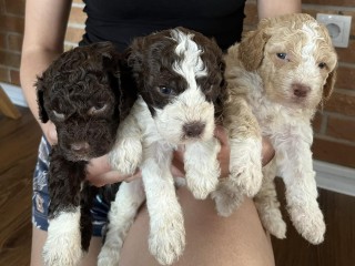 Lagotto Romagnolo cuccioli