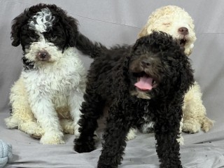 Lagotto Romagnolo BELLISSIMI cuccioli