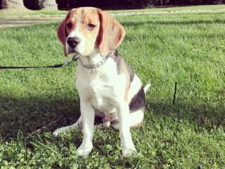 Beagle puro maschio per accoppiamento