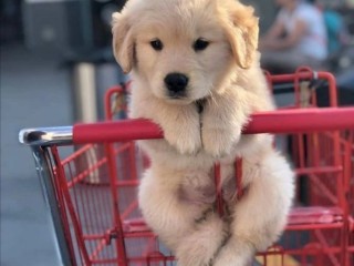 Cuccioli Golden Retriever