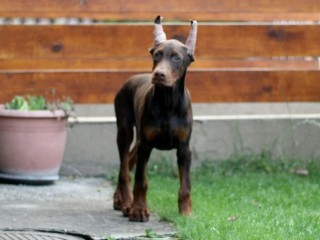 Dobermann cuccioli in vendita