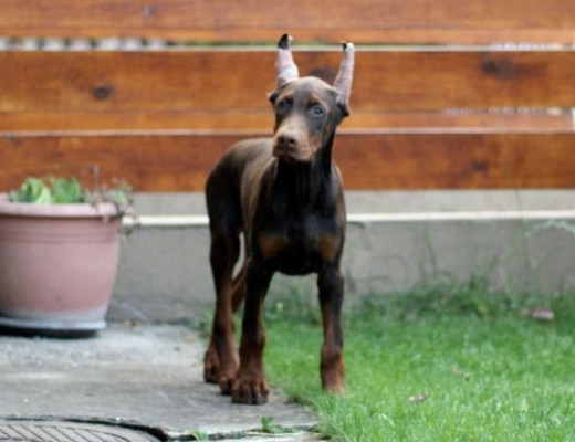 Dobermann cuccioli in vendita