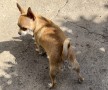 cuccioli-di-chihuahua-small-4