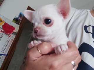 Cucciola chihuahua