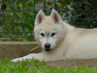 Husky siberiano BELLISSIMO cucciolo