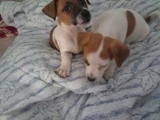 Cuccioli di Jack russel