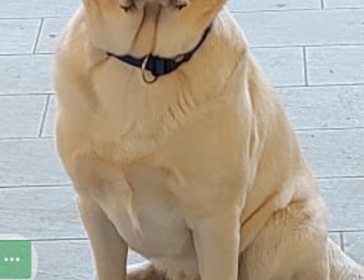 Labrador di 2 anni con pedigree