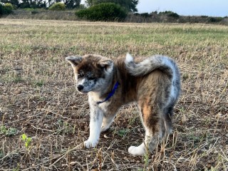 Cuccioli di akita ino