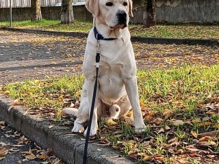 Labrador maschio di 2 anni con pedigree