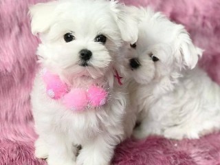 Bellissimi cuccioli di maltese pronti Whatsapp al +31623136056