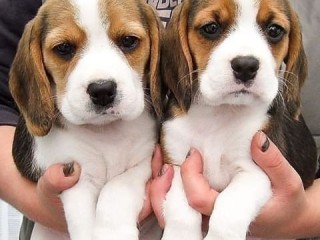 Disponibili bellissimi cuccioli di beagle Whatsapp al +31623136056