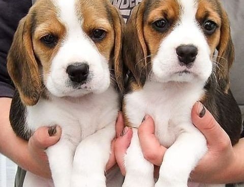 Disponibili bellissimi cuccioli di beagle Whatsapp al +31623136056