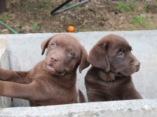 Labrador retriever