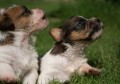 jack-russell-terrier-small-4