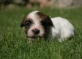 jack-russell-terrier-small-1