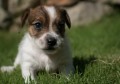 jack-russell-terrier-small-0