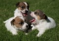 jack-russell-terrier-small-3