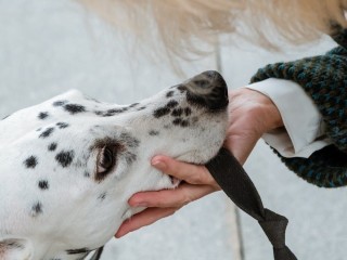 Dog sitter/Caf sitter Socia Enpa esperienza anche periodo estivo