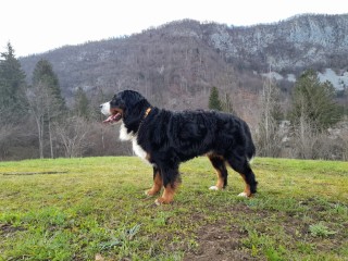 Bovaro Bernese maschio disponibile per monta