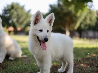 Pastore svizzero bianco cuccioli in vendita