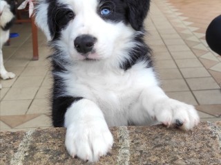 Cucciolo Border Collie