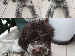 Lagotto Romagnolo cuccioli in vendita