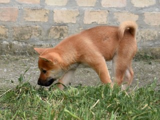 Shiba Inu cuccioli