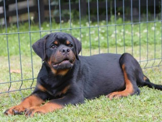 Rottweiler cuccioli in vendita