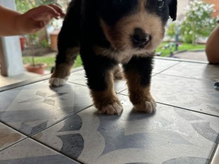 Cuccioli dì bovaro del bernese