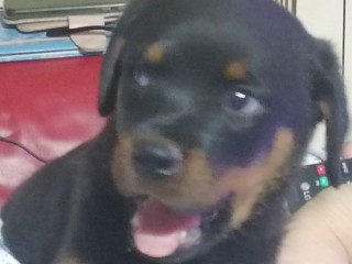 Rottweiler