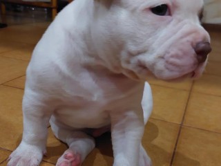 Cuccioli American bulldog